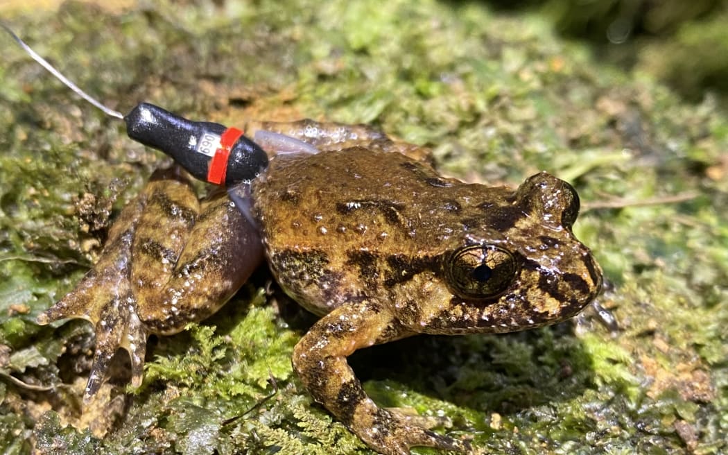 Hochstetter's frog with harness.