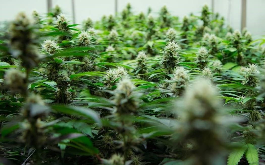 Cannabis flower at Rua Bioscience’s facility in Mangaoporo, Tairawhiti.