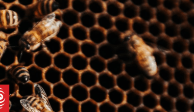 Almost 13 percent of country's bee colonies lost last winter