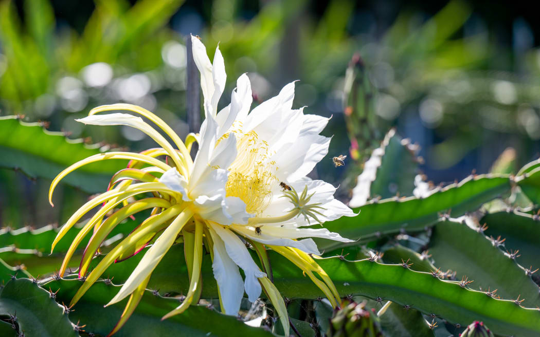 Dragonfruit block trials in Kerikeri