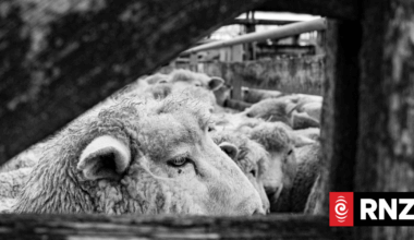 Kiwi shearers facing charges after footage showing abuse of sheep uncovered