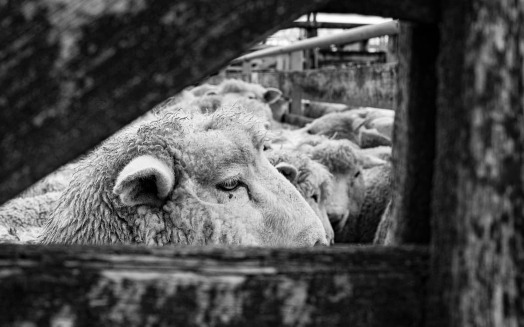The weekly sheep sale at Gisborne's Matawhero Stockyards