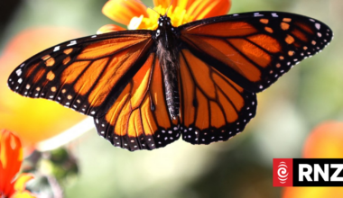 Survey shows significant decline in New Zealand's butterflies