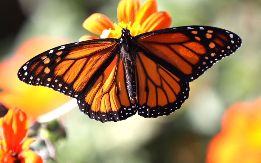 A Monarch butterfly lands on a flower at the Rinconada Community Garden on November 03, 2021 in Palo Alto, California. Large populations of Monarch butterflies are being seen breeding for the first time in the urban San Francisco Bay peninsula.