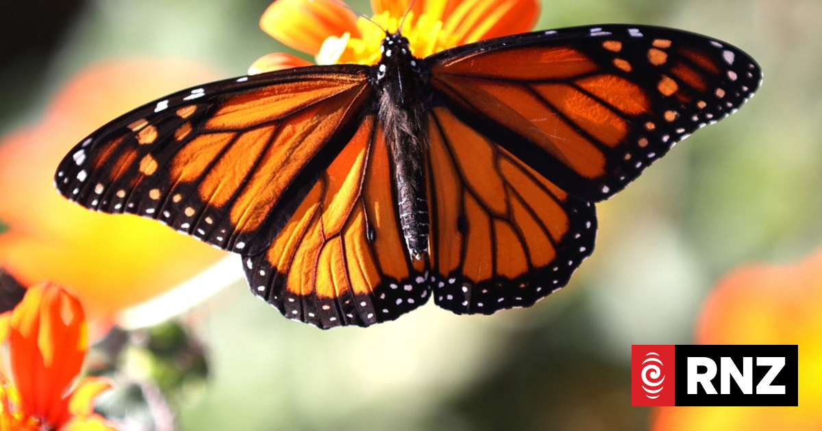 Survey shows significant decline in New Zealand's butterflies