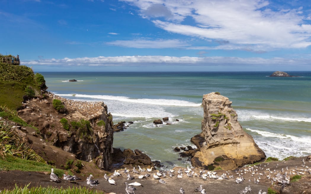 Gannet colony at Muriwai beach, North Island, New Zealand