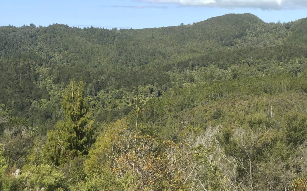 Wharekirauponga Forest.