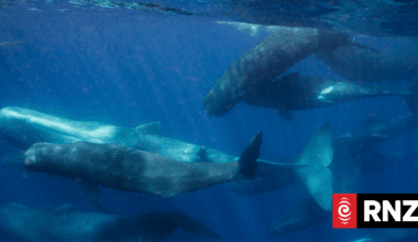 Communication of sperm whales closely parallels human language, study finds