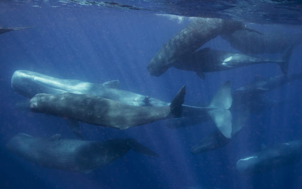 A group of sperm whales.