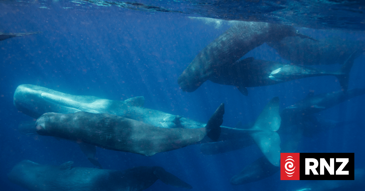 Communication of sperm whales closely parallels human language, study finds