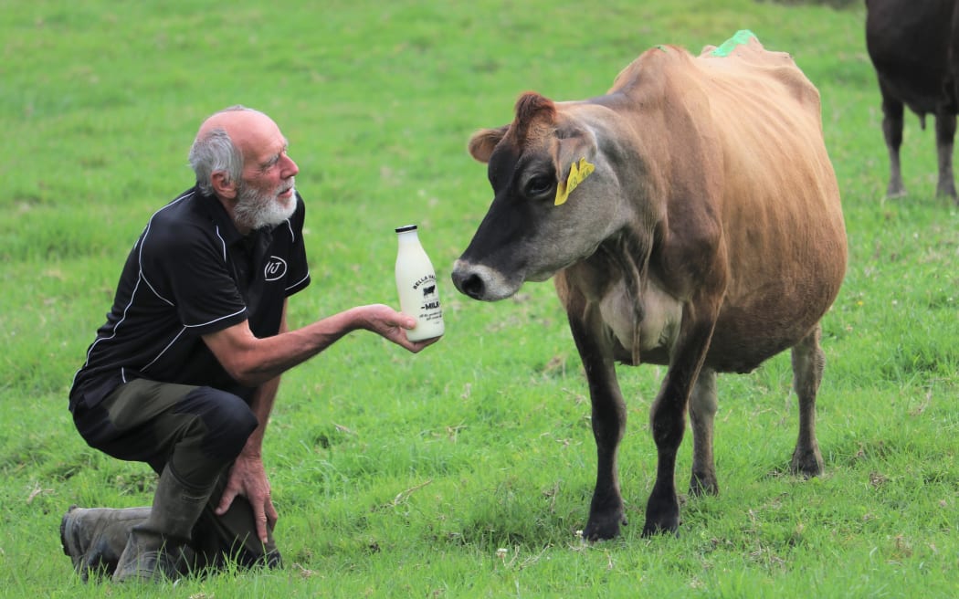 Bella Vacca Jerseys co-founder Gavin Hogarth shows Daisy the dairy cow the end product of her efforts.