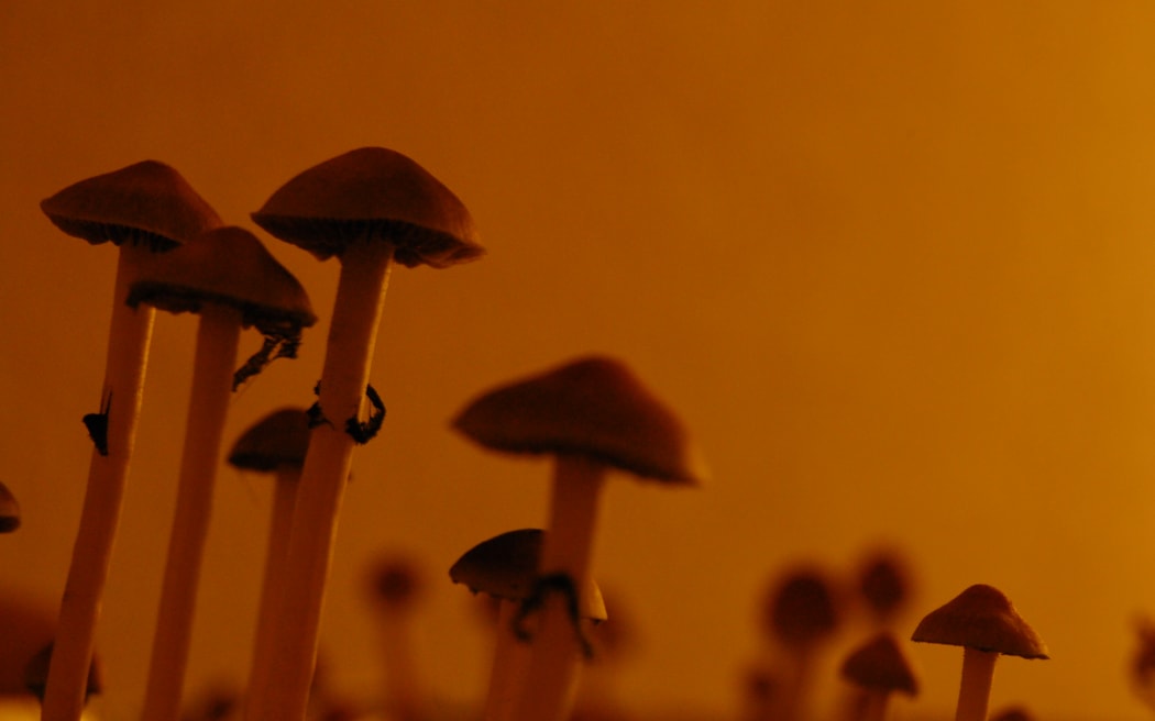 Psilocybe Cubensis, a species of psychedelic mushroom