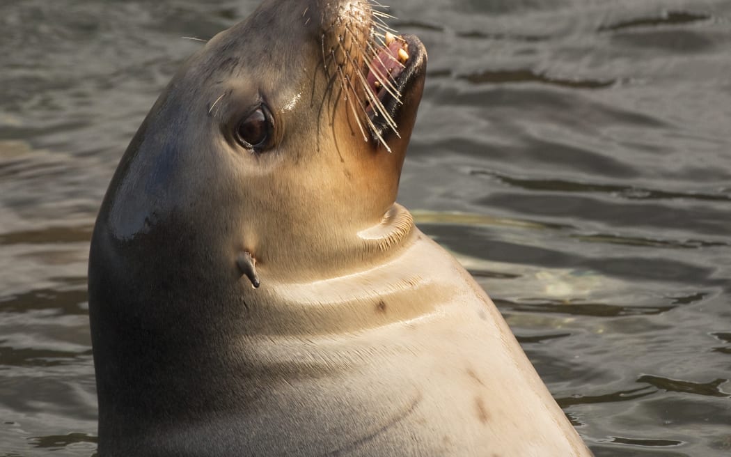 New Zealand sea lion