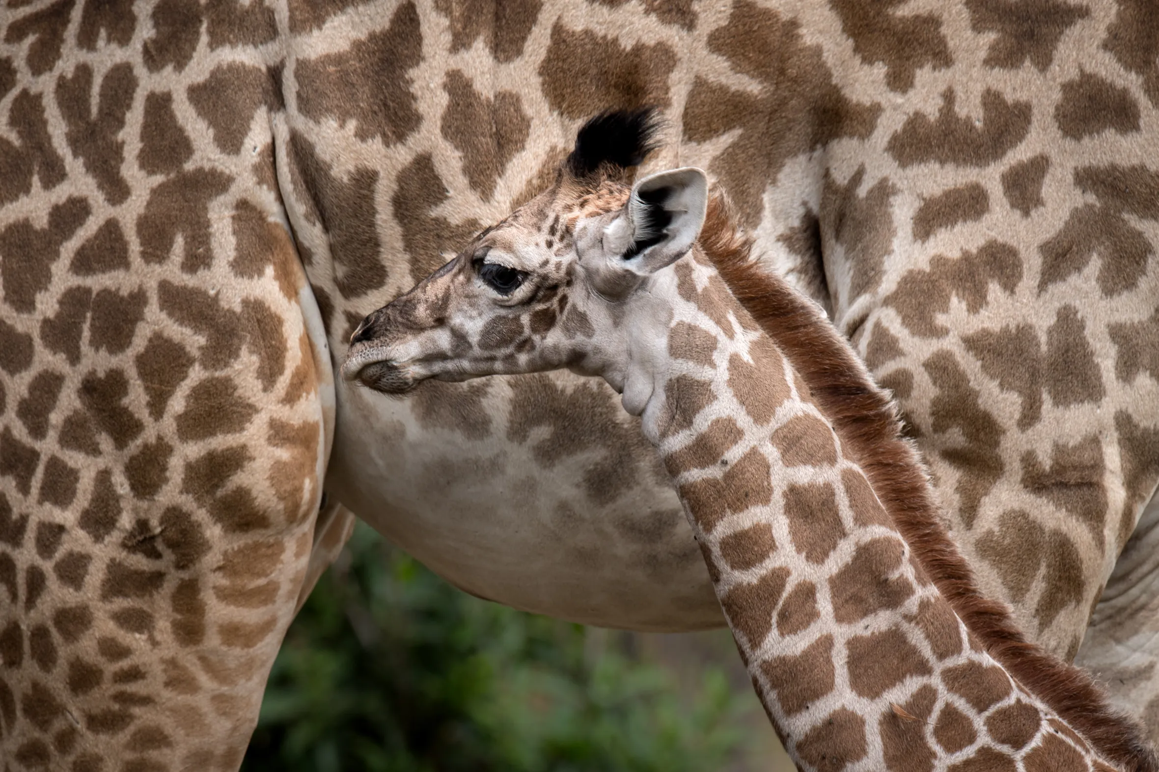 A baby Maasai giraffe stands next to its mother, both showing their distinctive coat patterns.