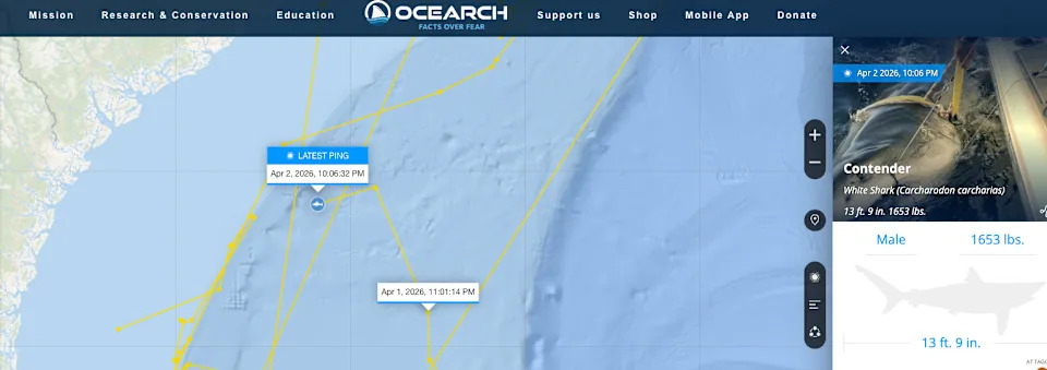 Contender's latest pings
