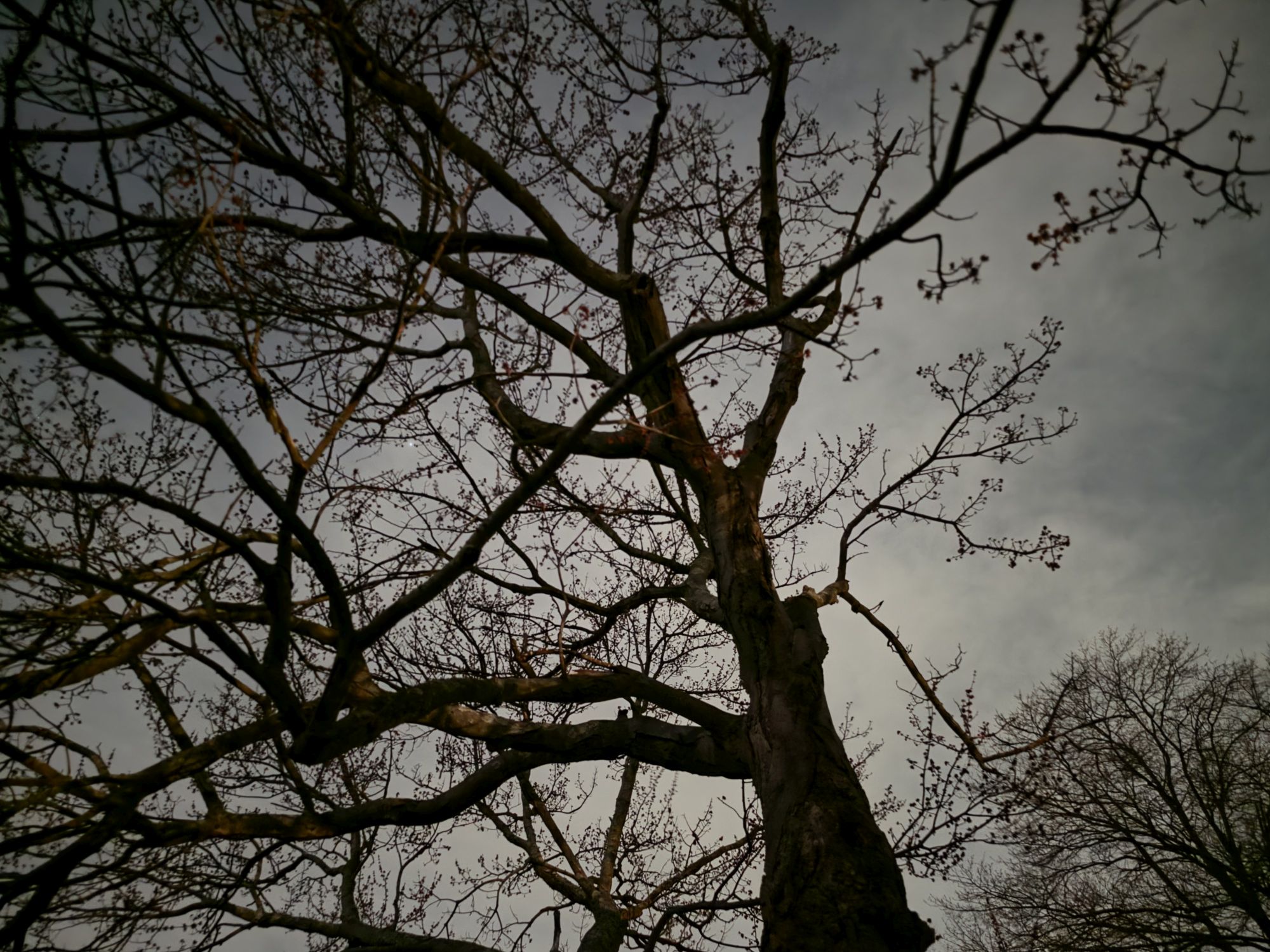 Samsung Galaxy S26 Ultra Standard Mode low light sample.