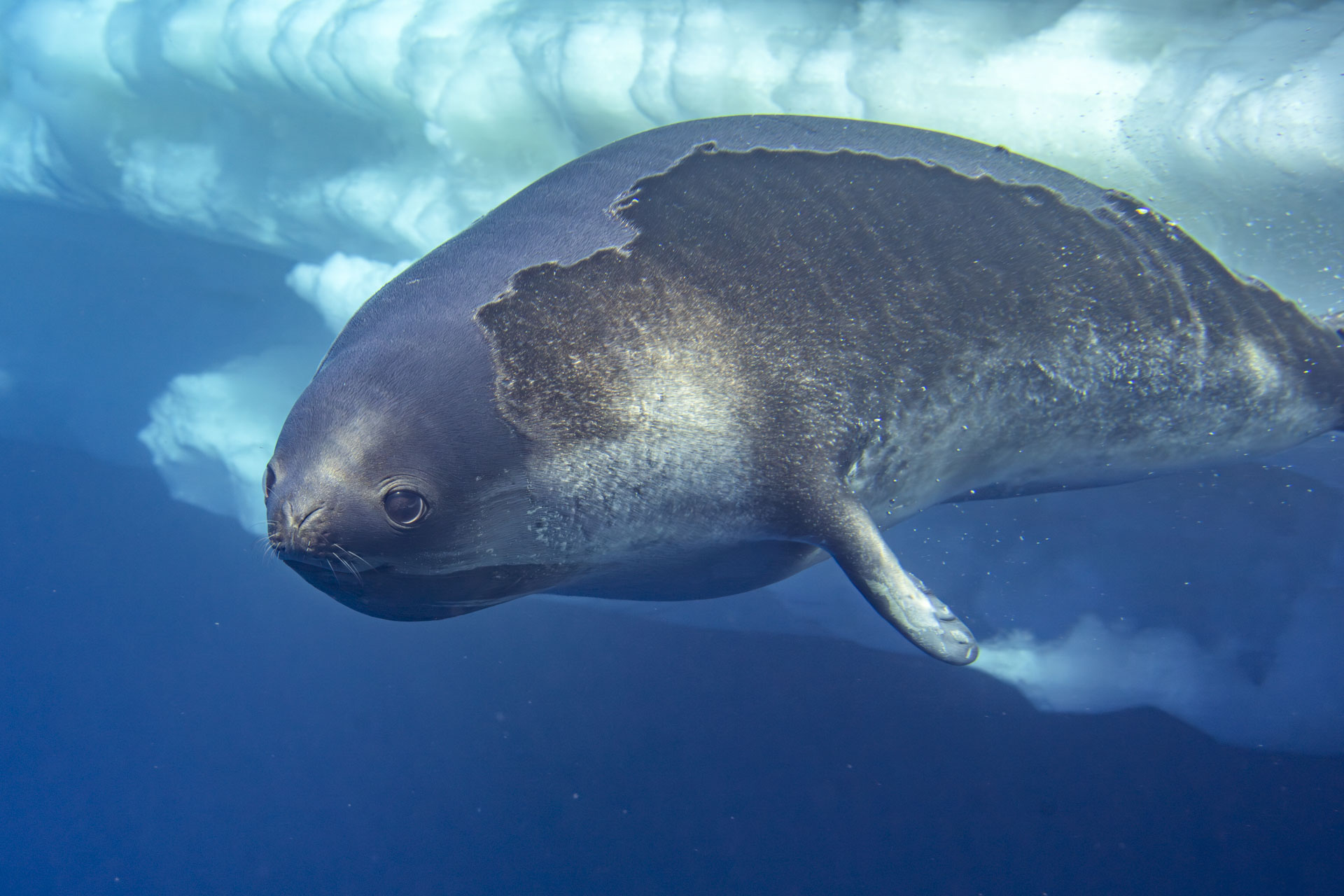 Photos of a rare Ross seal in Antarctica by sealife photographer Justin Hofman, underwater near the surface