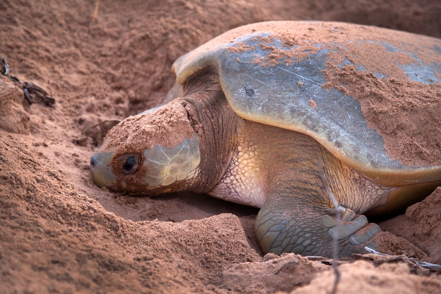 A close up on a large turtle in the sand