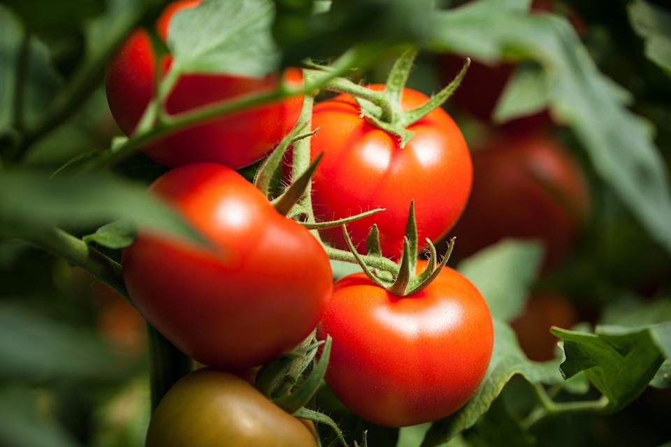Adobe Stock - PHOTO: Ripe tomatoes waiting to be picked.