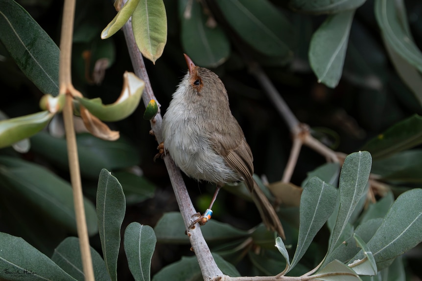 A female wren on the branch of a banksia tree.