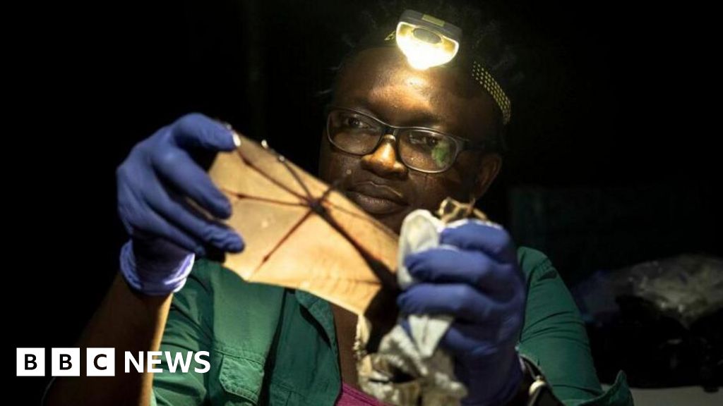 Nigerian wins global prize for trying to save bats in a country that shuns them - BBC