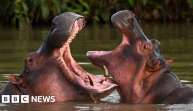 Indian billionaire's son offers to save Escobar's hippos - BBC