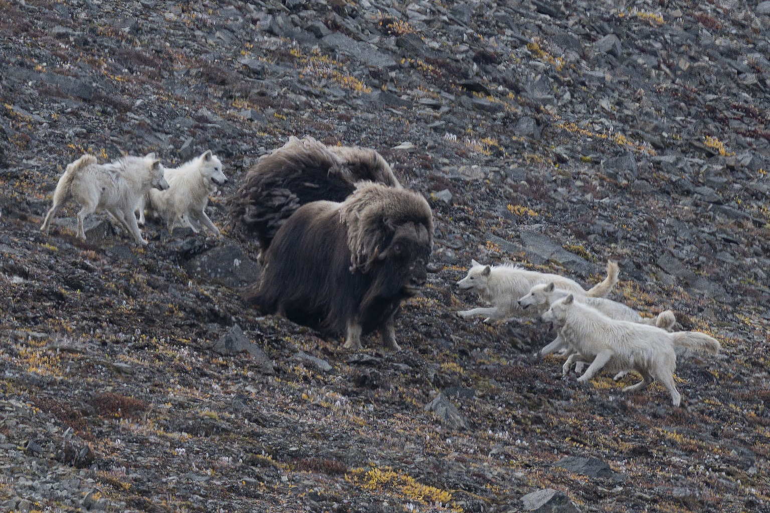 A bull muskoxen defending a cow and her calf from wolves. The wolves eventually killed both the cow and calf. “Watching the hunting and killing of the muskoxen was not easy, but being able to see this activity at the end of that day under gorgeous light was incredibly special and really put the ‘circle of life’ in perspective,” Ph.D. candidate McCaide Wooten writes in an email to Mongabay.