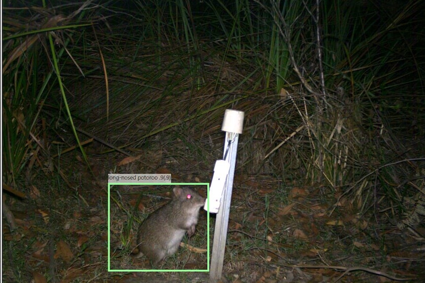 A green square frames a small brown mouse-like animal that stands on hind legs beside a pole in grassland.