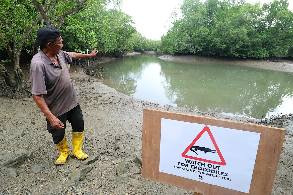 NParks urges caution after recent crocodile sightings near Pulau Ubin