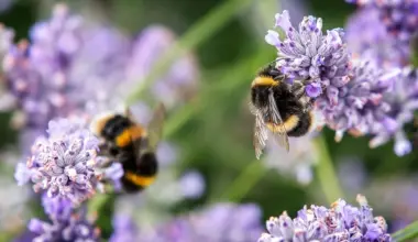 Nutrition Insight logo