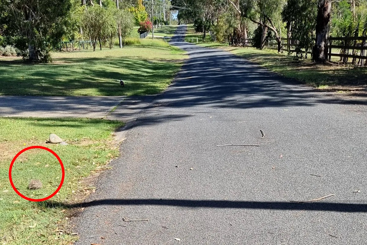 Disturbing find on side of quiet Aussie road highlights 'well-meaning' mistake