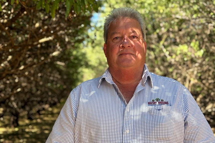 A grey-haired man stands in dappled light in an almond orchard.