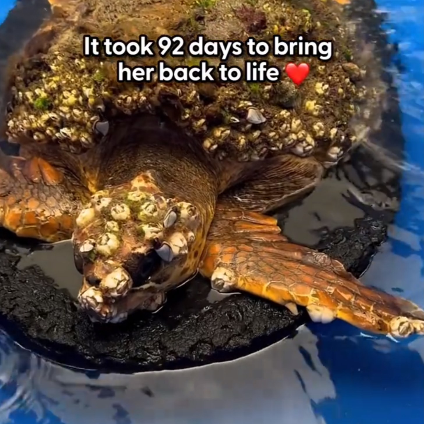 A loggerhead turtle covered completely in barnacles in an aquarium setting. Caption reads: It took 92 days to bring her back to life