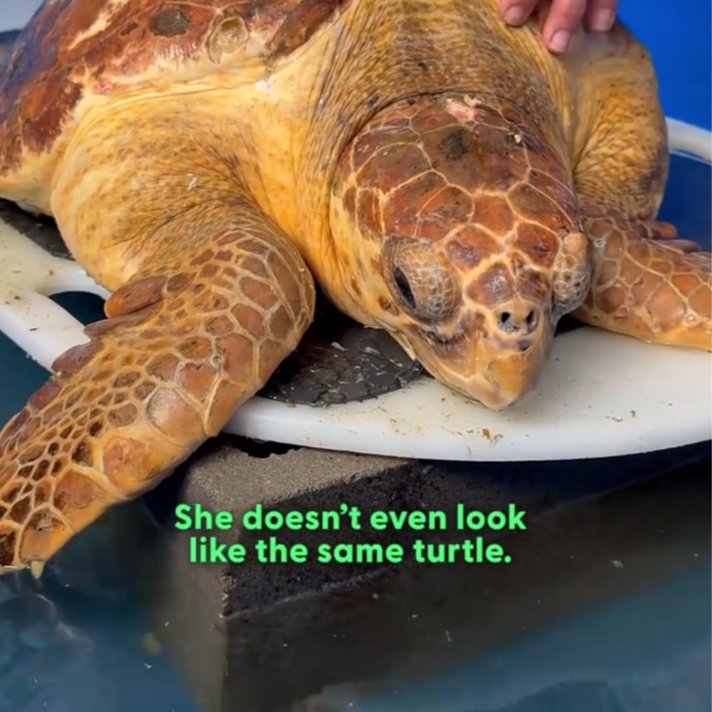 A female loggerhead turtle resting after a rehab session in an aqaurium setting.