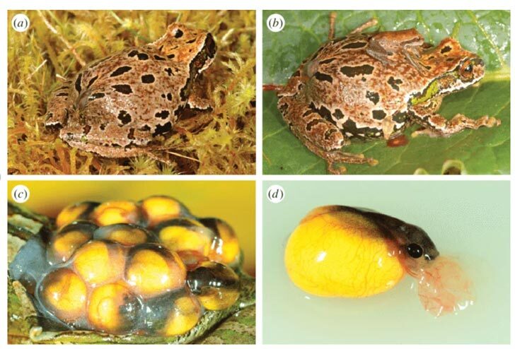 Four photos showing the stages of development of a frog egg on the back of a brooding marsupial frog mother with dappled brown and black skin