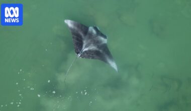 New report finds Darwin Harbour biodiversity, rare species rival those of famous Ningaloo Reef