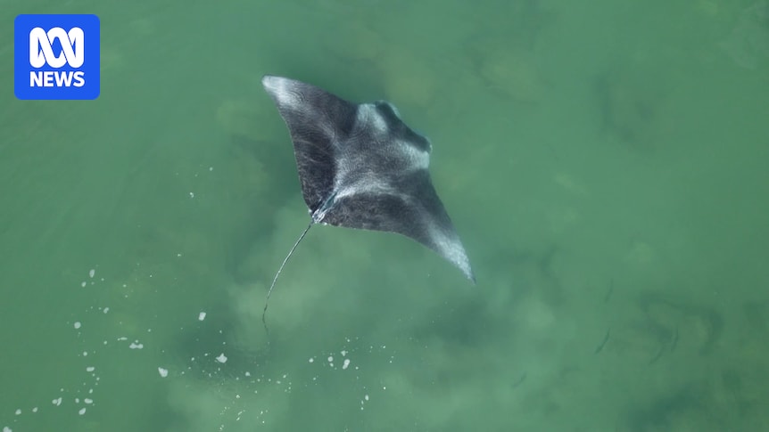 New report finds Darwin Harbour biodiversity, rare species rival those of famous Ningaloo Reef