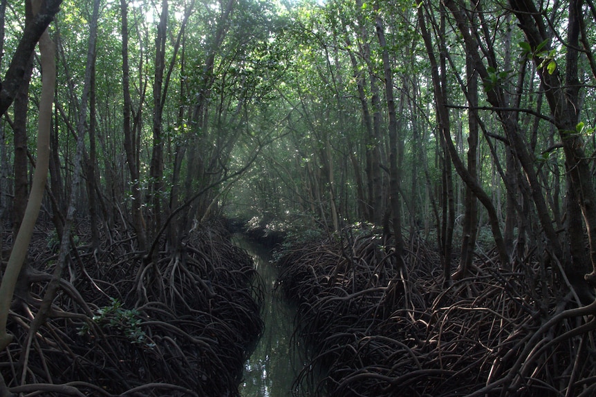 Dark green mangrove frame the edge of a small creek