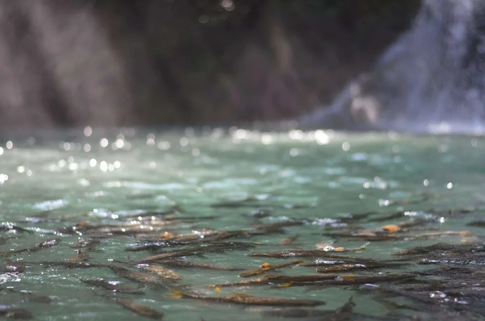 Fishes on waterfall with bokeh from water and sunlight background.