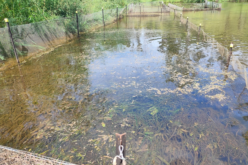 A fence in a shallow part of a river with lots of aquatic plants growing in it.