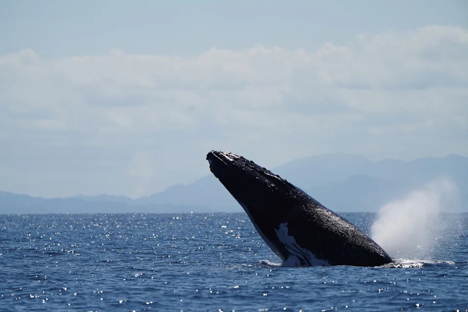 Humpback whale breaching water surface