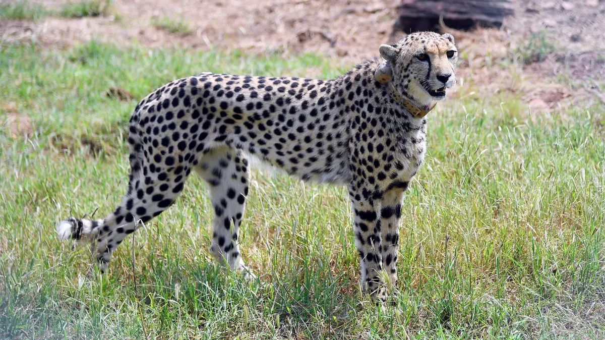 Modi’s Project Cheetah is flourishing but India’s farmers are furious