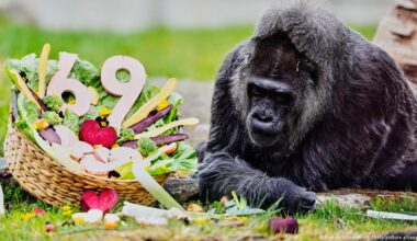 World's oldest gorilla celebrates birthday at Berlin Zoo