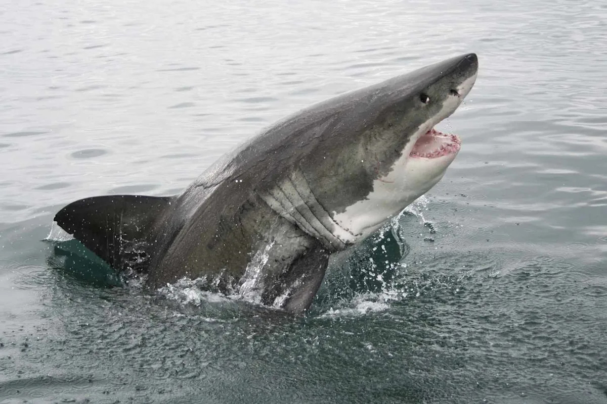 Great White Sharks Are Disappearing from the Waters Around South Africa, and Scientists Can’t Agree on Why