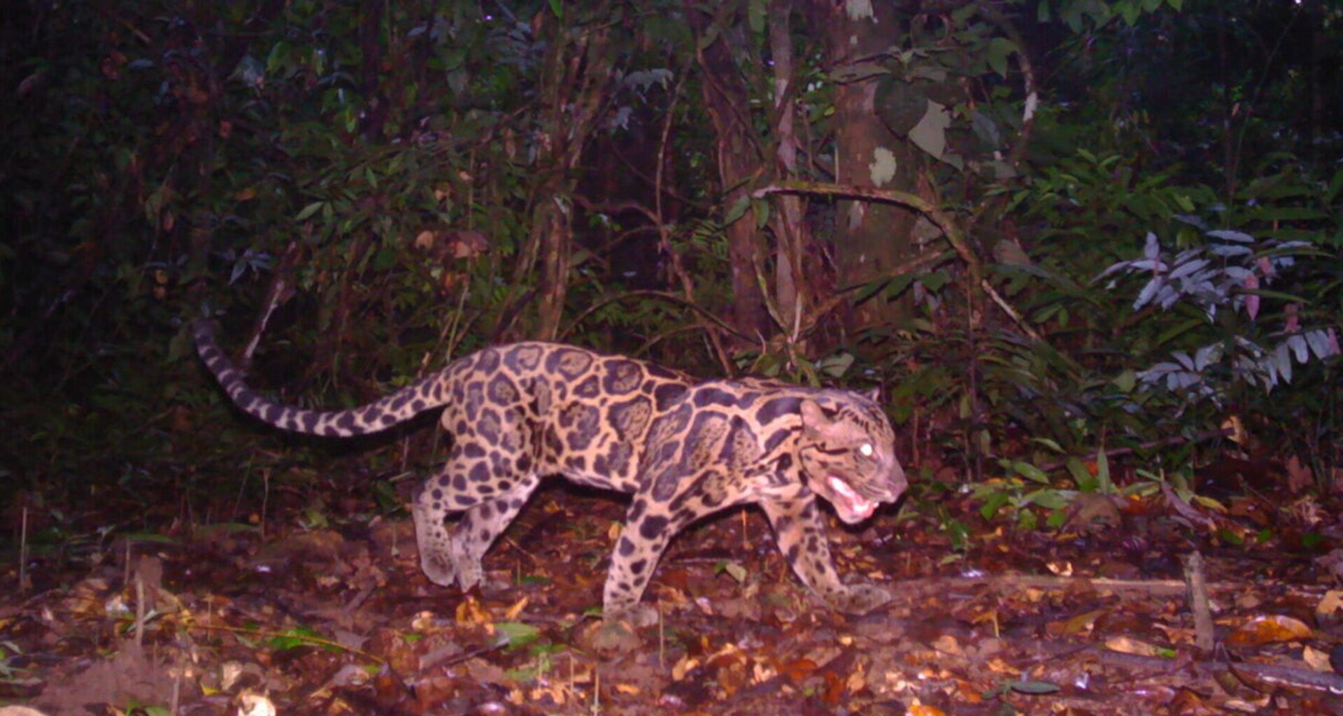 13 camera traps, 6.5 years, and 1 rare clouded leopard: Photography once again helps wildlife conservation as researchers set a record for the longest a single animal has been studied
