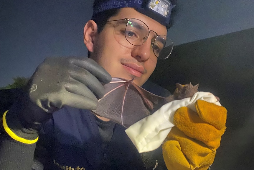 Mr González holding a bat in his hands with gloves on and outstretches its wing slightly.