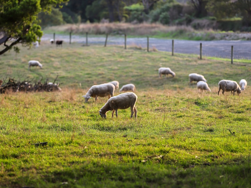A flock of about 12 white sheep stand in a paddock of green grass with their heads down eating.