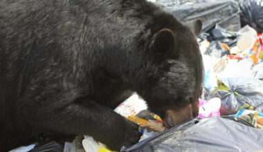 An Easy Meal: Why Bears Are So Drawn to Garbage