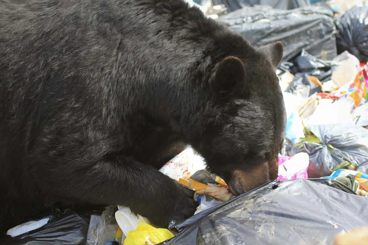 An Easy Meal: Why Bears Are So Drawn to Garbage