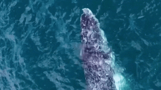 A whale spotted swimming north off Bondi Beach in March.
